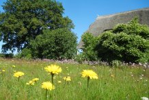 Blumenwiese vor dem Haus