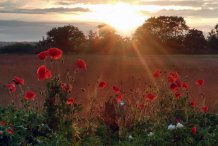 Wiese im Westen