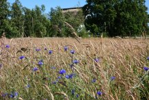Kornfeld im Sommer