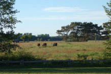 Die Galloways