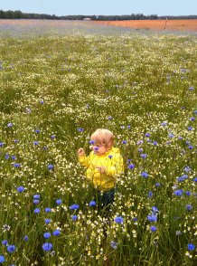 Blumenwiese nebenan