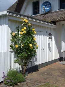 Kletterrose an der Terrasse