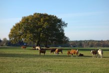 Weide im Westen