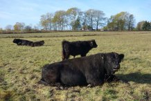 Galloways auf der Wiese im Norden