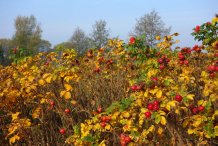 Buschrosen im Herbst