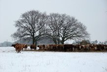 Rinder im Winter auf der Weide im Westen