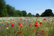 Blumenwiese an der Straße nach Saal