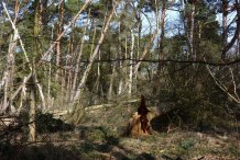 Darßwald