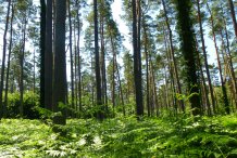 Darßwald