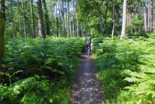 Darßwald