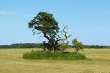 am Radweg nach Prerow