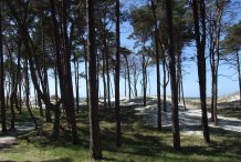 Darßwald am Weststrand