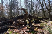 Darßwald