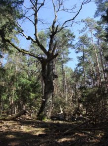 Darßwald