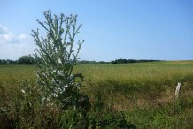 Am Bakelberg 