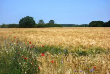 Kornfeld vor Kückenshagen