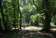 Darßwald