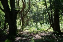 Darßwald