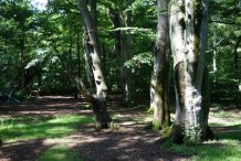 Darßwald