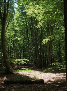 Darßwald