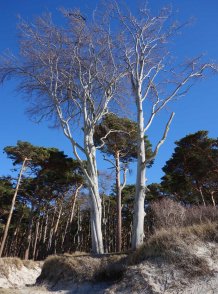 Weststrand