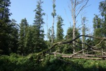 Darßwald am Küsterweg