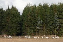 Kraniche auf den Feldern bei Barth