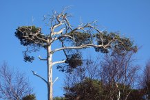 Windflüchter
