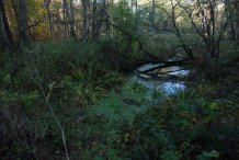Darßwald bei Drei Eichen