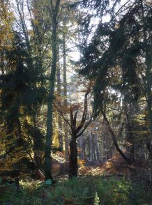 Darßwald am Küsterwg