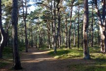 Küstenwald bei Darßer Ort