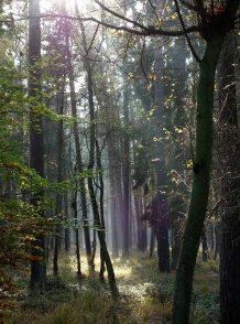 Darßwald