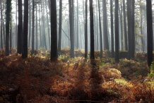 Darßwald