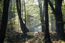 Darßwald