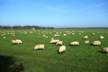 Schafe am Radweg nach Prerow
