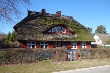 Rohrdachhaus in Born