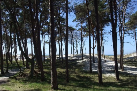 Darßwald am Weststrand