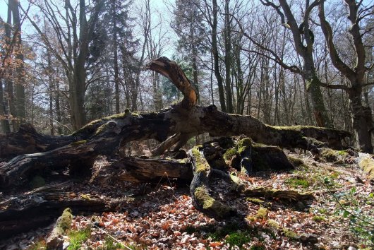 Darßwald