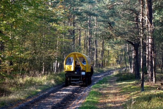 Kutschfahrt im Darßwald